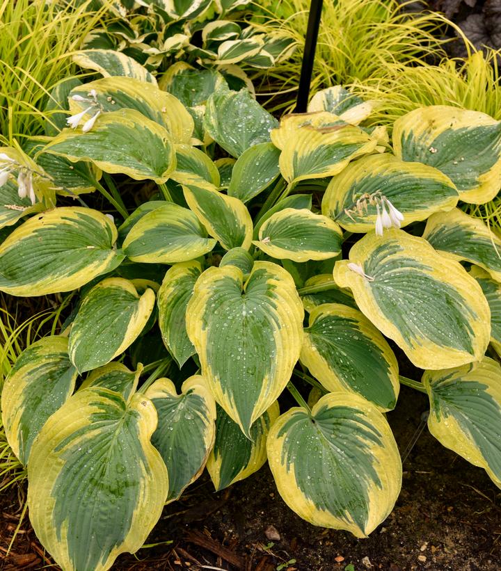 HOSTA SHADOWLAND `CHANCE ENCOUNTER`