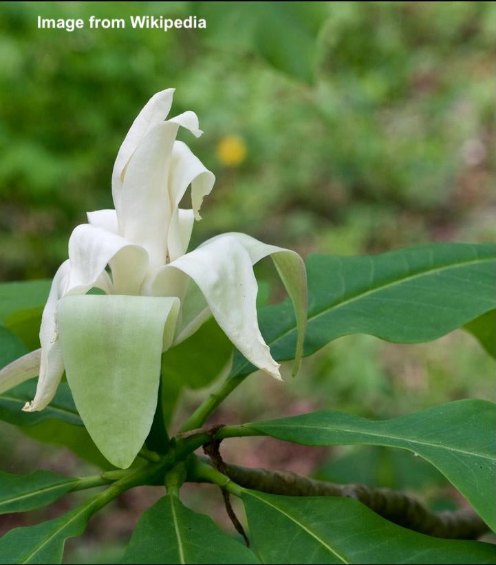 MAGNOLIA TRIPETALA-Magnolia