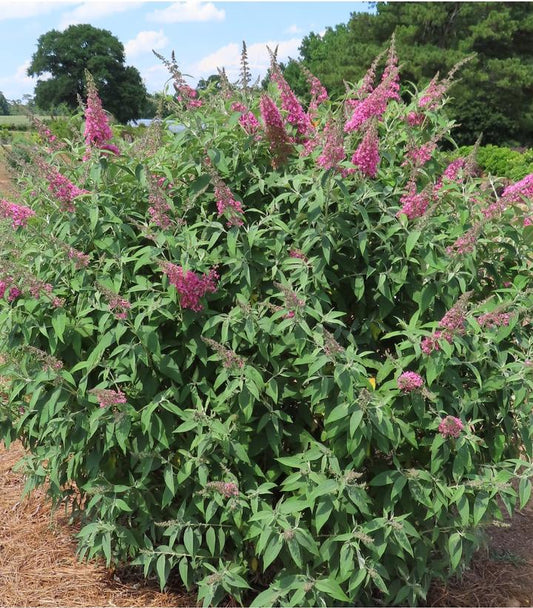 BUDDLEIA DAVIDII `TRIPPY PINK`