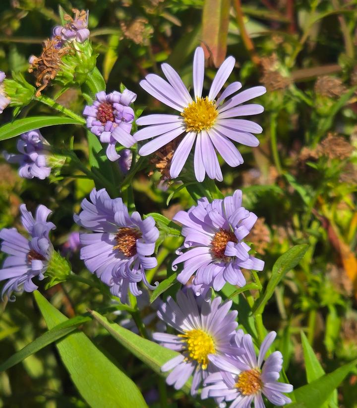ASTER NOVI-BELGII-New York Aster; Michaelmas Daisy