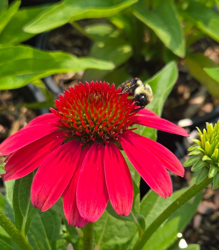 ECHINACEA SUNMAGIC `VINTAGE LIPSTICK`