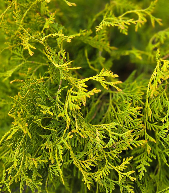 THUJA OCCIDENTALIS `GOLDEN GLOBE`