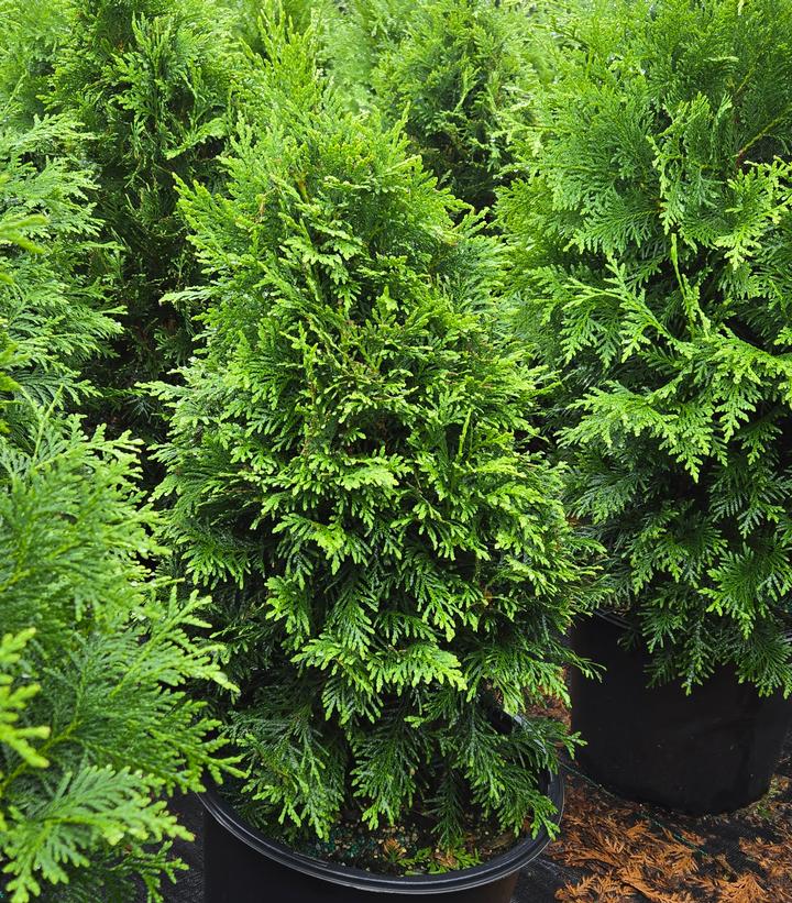 THUJA OCCIDENTALIS 'SASQUATCH DARK GREEN'
