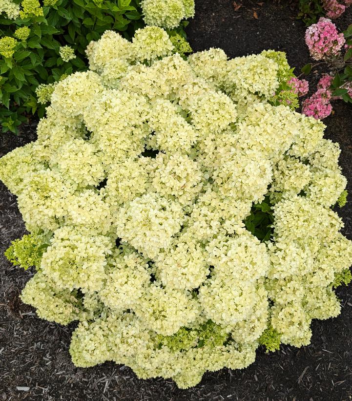 HYDRANGEA PAN. `BUBBLE BATH`-Hydrangea
