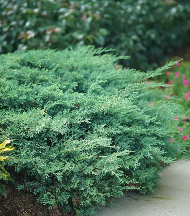 JUNIPERUS CHINENSIS `MONTANA MOSS`