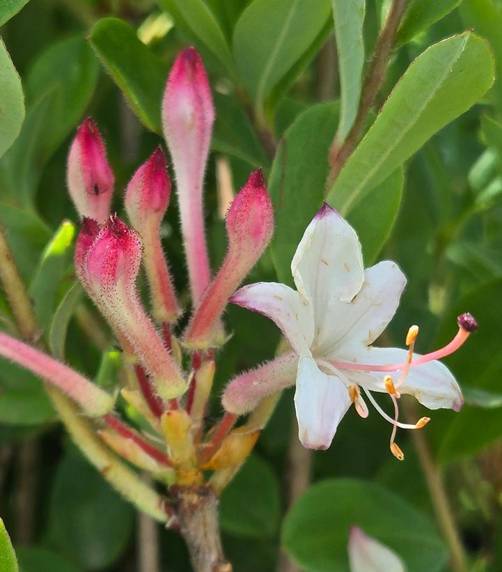 AZALEA VISCOSUM `PINK MIST`-Swamp Azalea