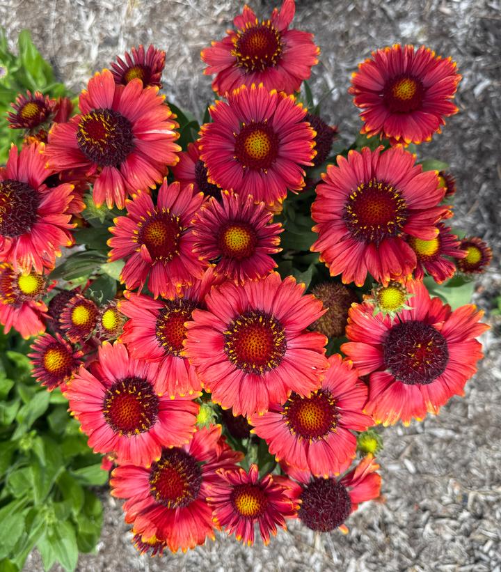 GAILLARDIA ARISTATA LOW RIDER™