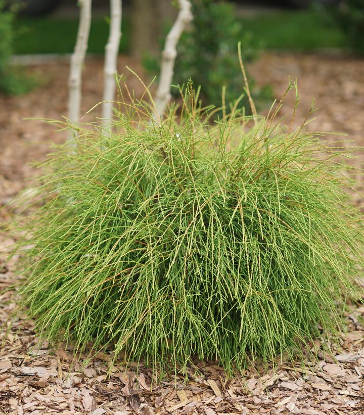 THUJA OCCIDENTALIS `WHIP IT GOOD`-Arborvitae