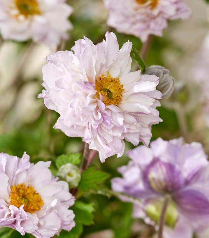 ANEMONE JAP. FRILLY KNICKERS™