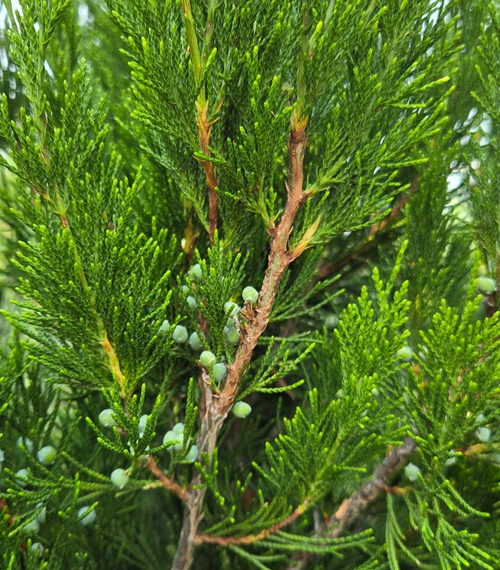 JUNIPERUS VIRGINIANA `MANHATTAN BLUE`