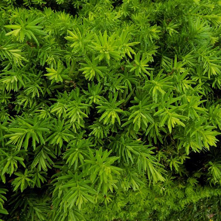 TAXUS X MEDIA `HATFIELDII`