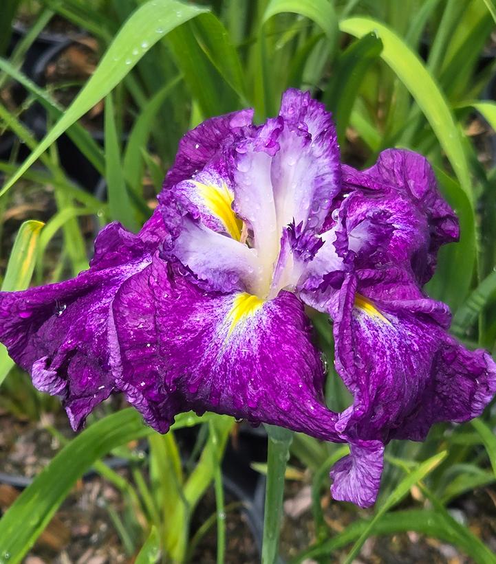 IRIS ENSATA `HARLEQUINESQUE`-Iris