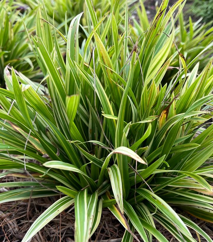 CAREX LAXICULMIS `NOBLE NATIVE`-Sedge