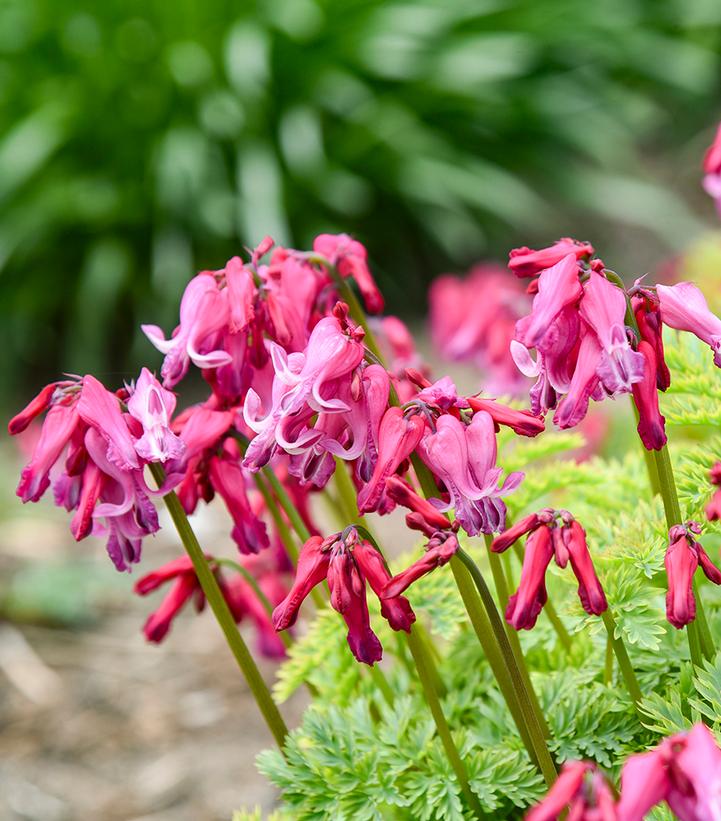 DICENTRA `PASSION HEARTS`
