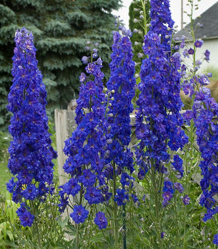 DELPHINIUM NEW ZEALAND `PAGAN PURPLES`-Larkspur