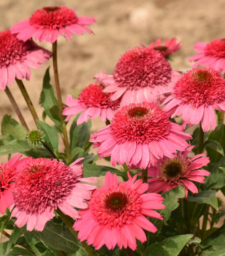 ECHINACEA DOUBLE CODED `CORAL CRANBERRY`-Coneflower