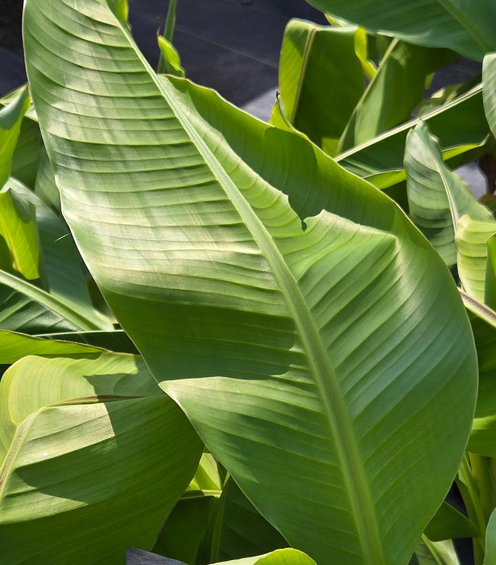 MUSA BASJOO NORTHERN WONDER™-Japanese Fiber Banana; Hardy Banana