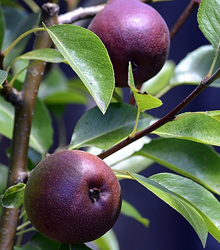 PYRUS `SECKEL` (PEAR)-Pear