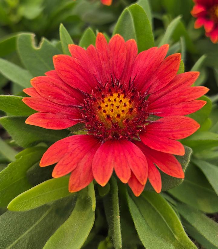 GAILLARDIA GUSTO™ `PAPRIKA`-Blanket flower,