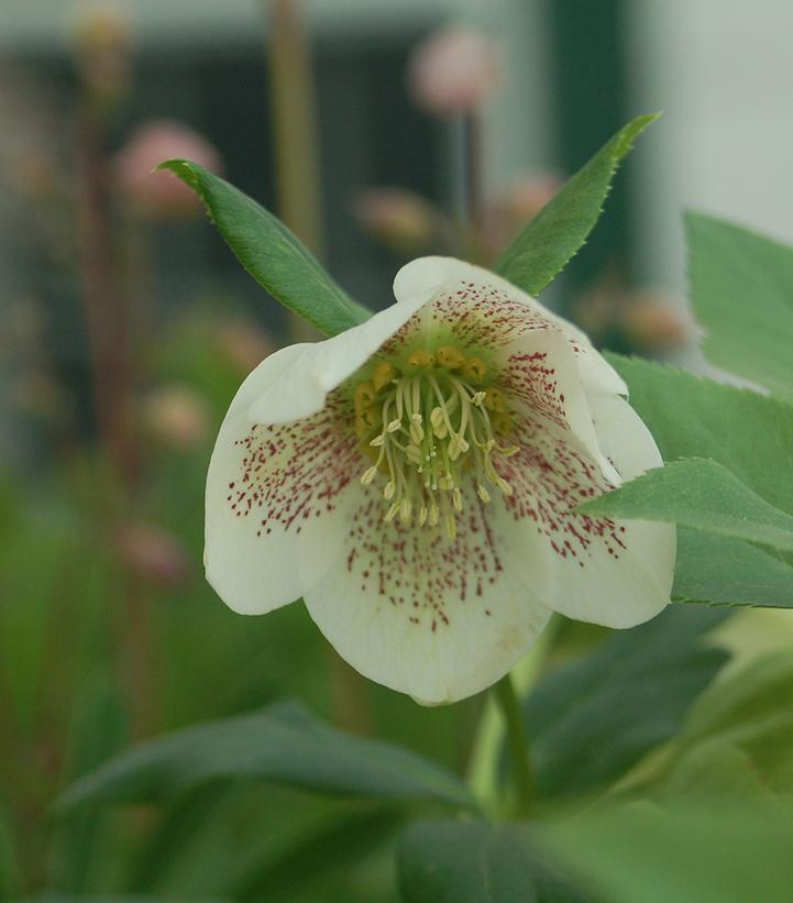 HELLEBORUS HGC® SPRING PROMISE® CONNY-Lenten Rose