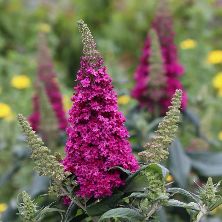BUDDLEIA PUGSTER `PICO PUNCH™`-Butterfly Bush