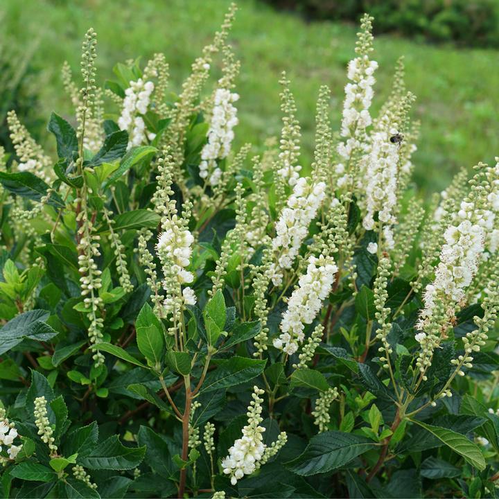 CLETHRA ALNIFOLIA `RIPPLE EFFECT™`-Summersweet