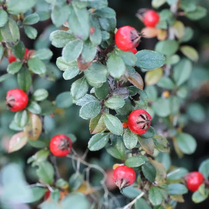 COTONEASTER SILVERSTONE™-Silverstone cotoneaster