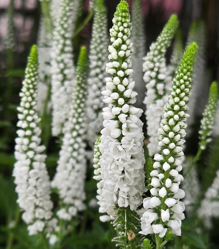 VERONICA `FIRST LADY`-Speedwell