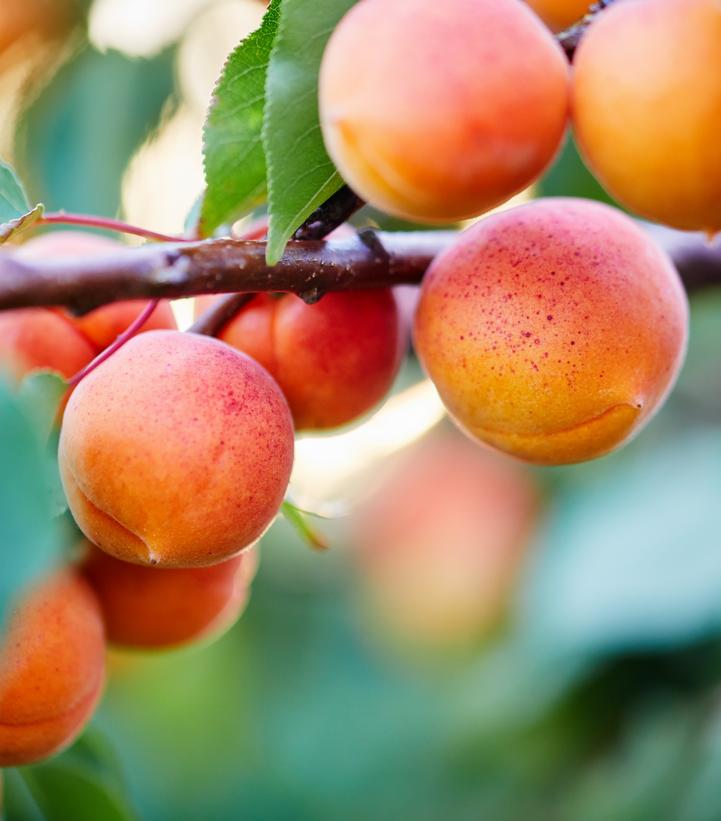 PRUNUS `GOLDRICH` APRICOT-Apricot