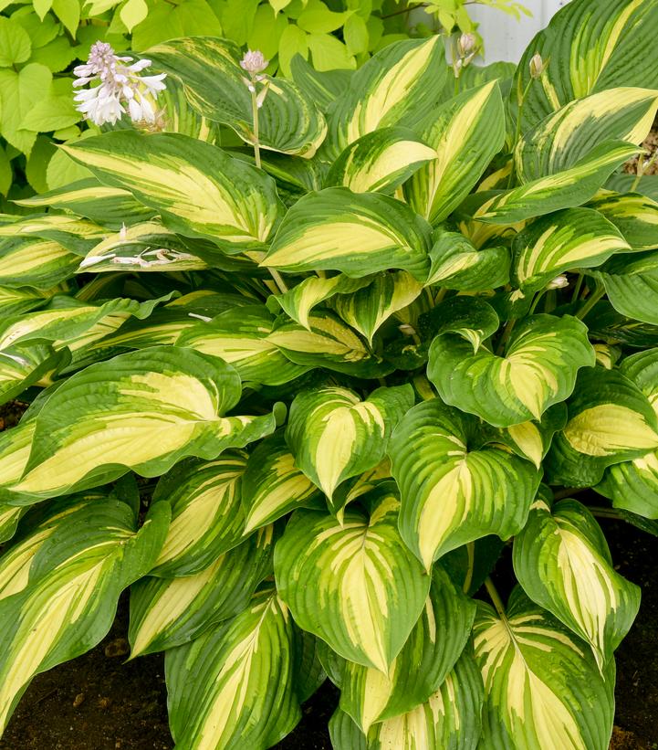 HOSTA SHADOWLAND® `AFFAIR TO REMEMBER`-Hosta; Plantain Lily
