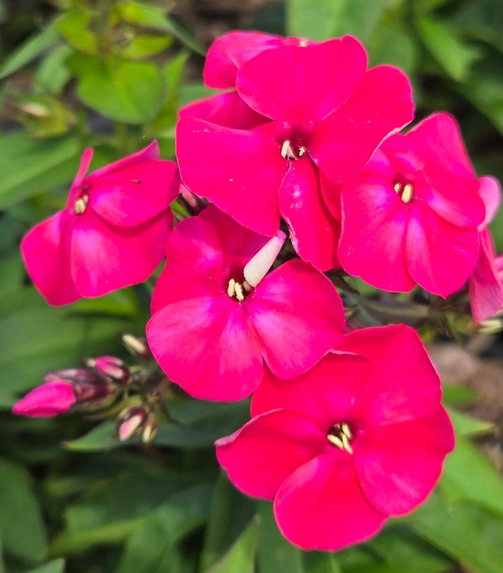 PHLOX PANICULATA FLAME® WATERMELON-Garden Phlox; Tall Phlox