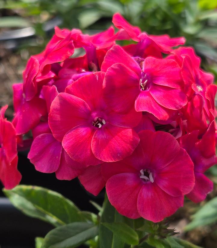 PHLOX PANICULATA FLAME® PRO CERISE-Garden Phlox (Tall Phlox)
