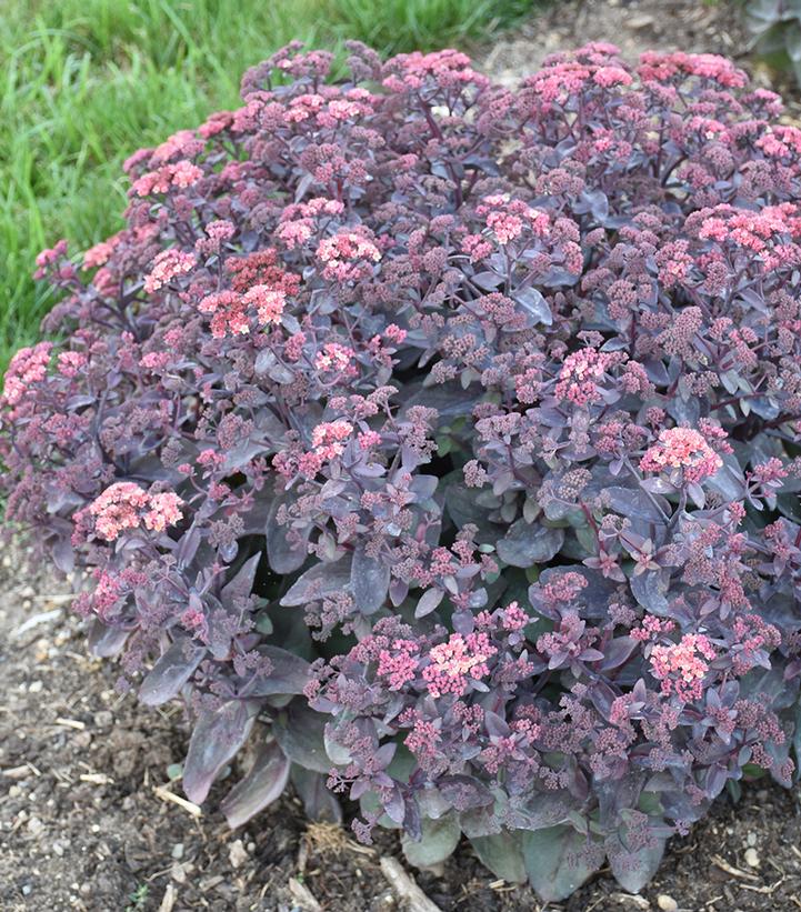 SEDUM `WINEBERRY DELIGHT`-Stonecrop
