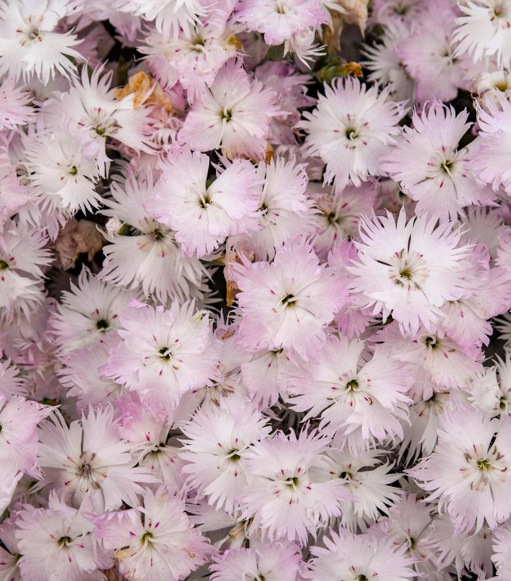 DIANTHUS FRILL FACTOR® `ADRENALINE BLUSH`-Pinks