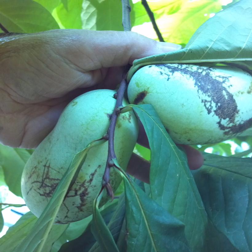ASIMINA TRILOBA (PAW PAW)