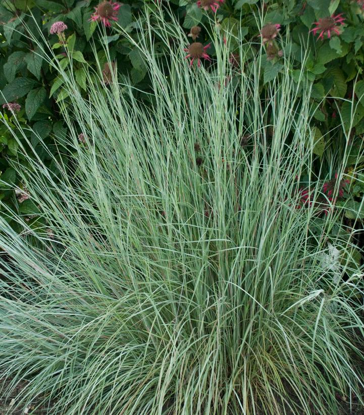 SCHIZACHYRIUM SCOPARIUM `PRAIRIE BLUES`