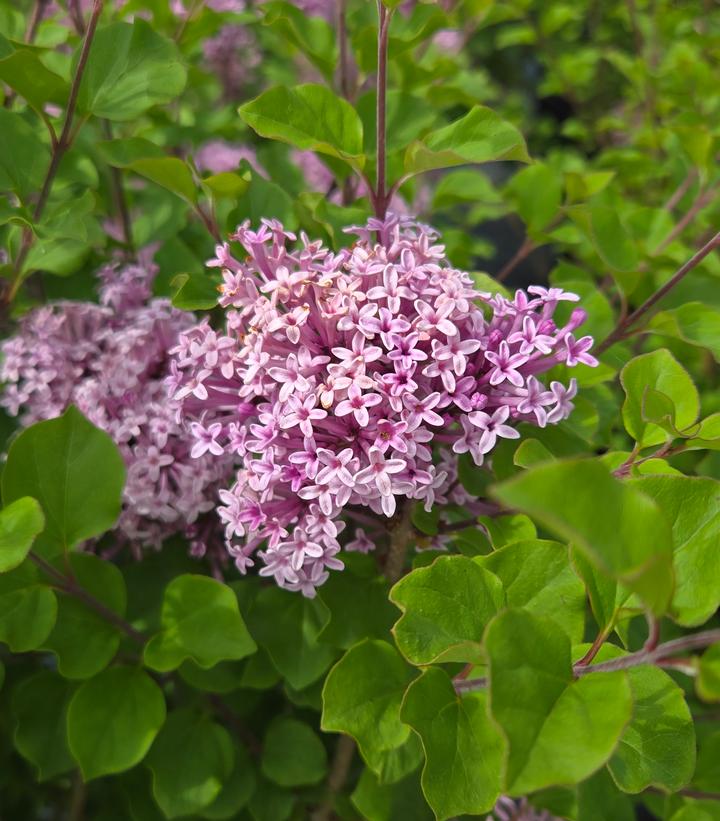SYRINGA meyeri Palibin-Meyer lilac