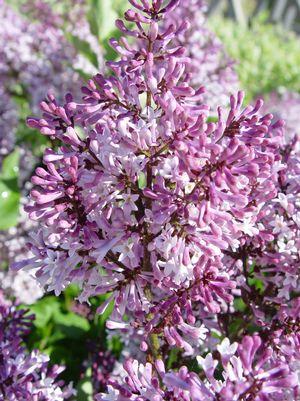 SYRINGA patula Miss Kim-Manchurian lilac