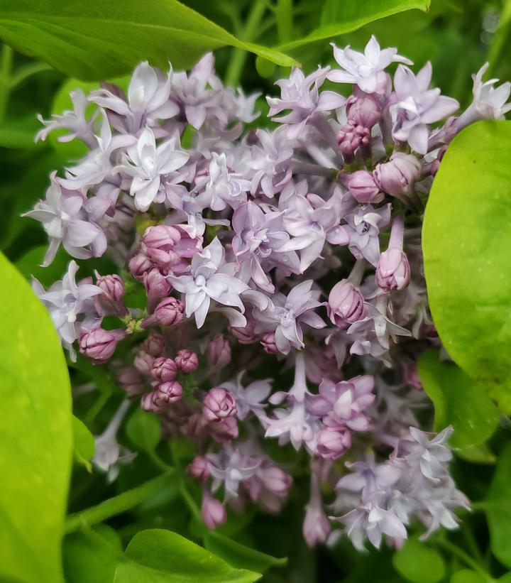 SYRINGA X HYACINTH. `ROYAL PURPLE`