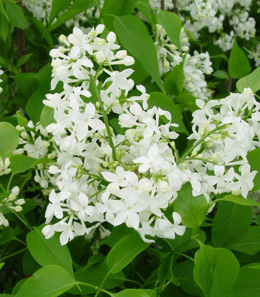 SYRINGA X HYACINTH. `MOUNT BAKER`