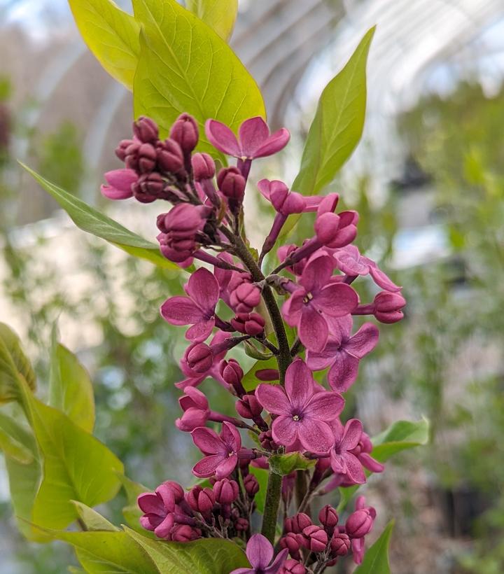 SYRINGA X HYACINTH. `DECLARATION`