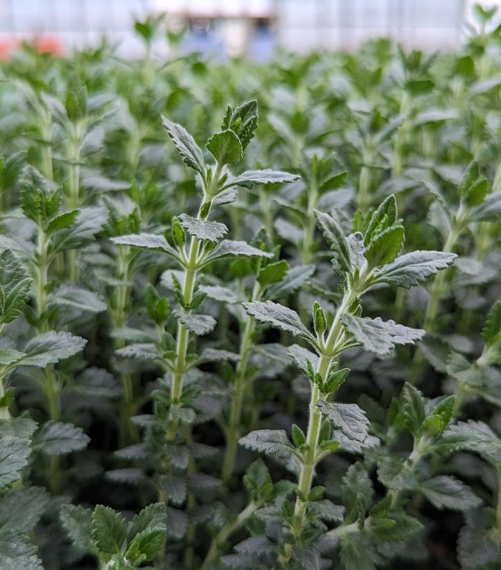 TEUCRIUM CHAMAEDRYS - GERMANDER