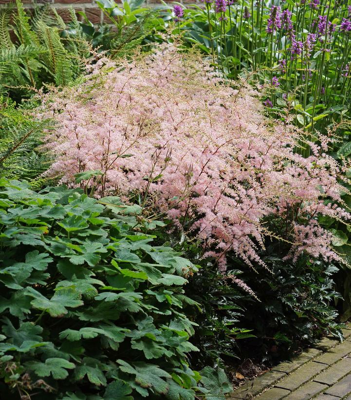 ASTILBE SIMPLICIFOLIA `HENNIE GRAAFLAND`