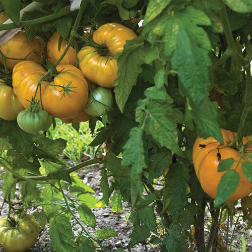 TOMATO `ORANGE STRAWBERRY OXHEART` (SLICER)