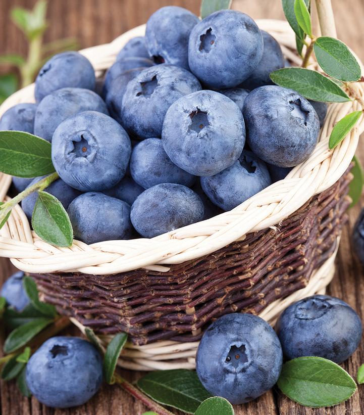 VACCINIUM CORYMBOSUM `NORTHLAND`