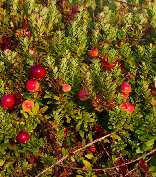 VACCINIUM MACROCARPON `PILGRIM`