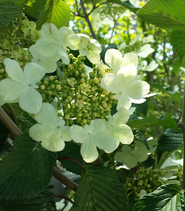 VIBURNUM P. T. `MARIESII`