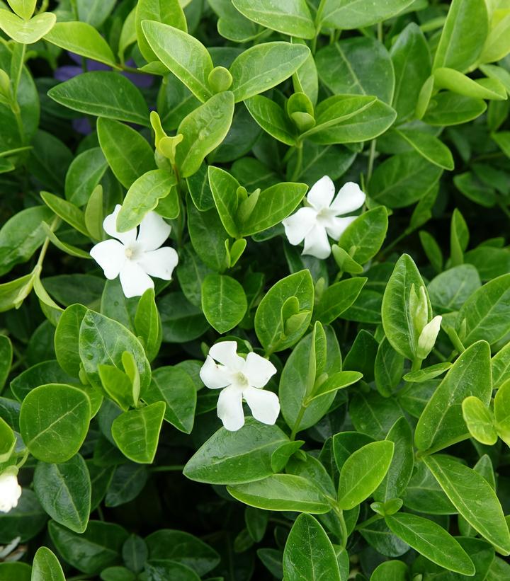 VINCA MINOR `ALBA` - 3`` POT