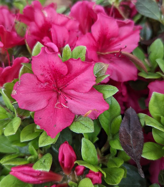 AZALEA `BIXBY`