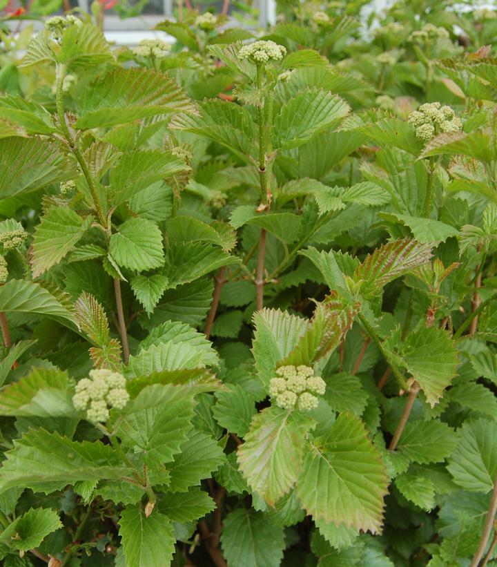 VIBURNUM DENTATUM `BLUE BLAZE`